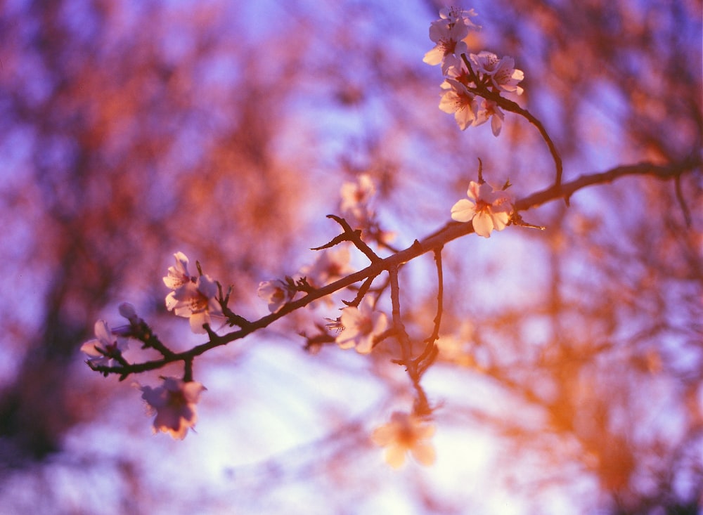 white flowers at the tree