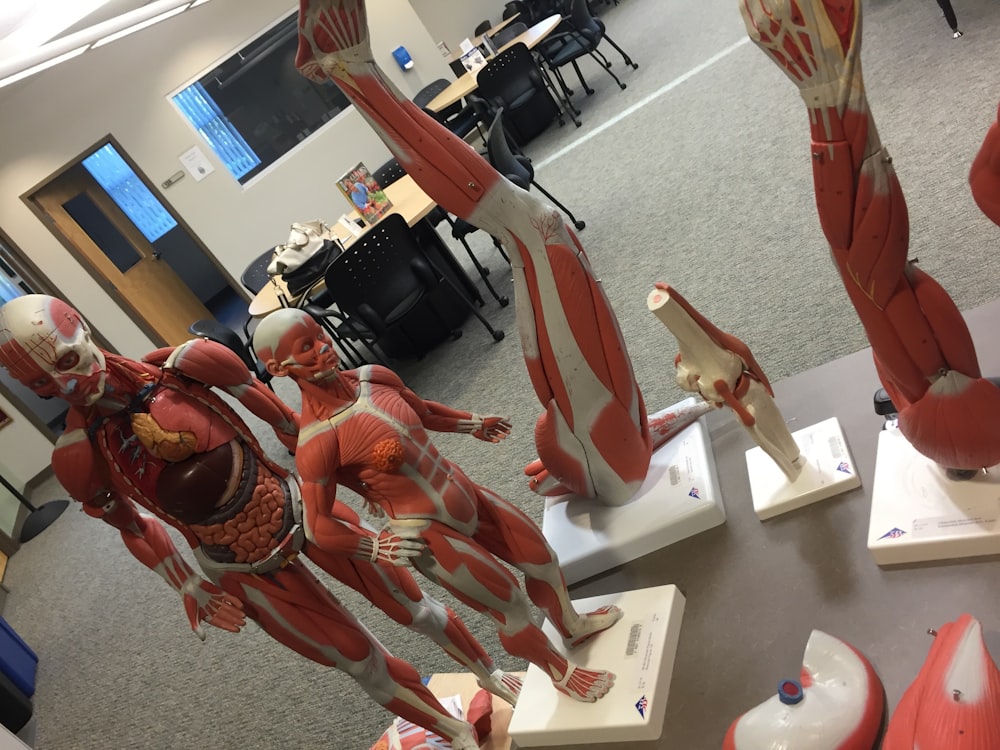 Various skeletons and full legs in a classroom.