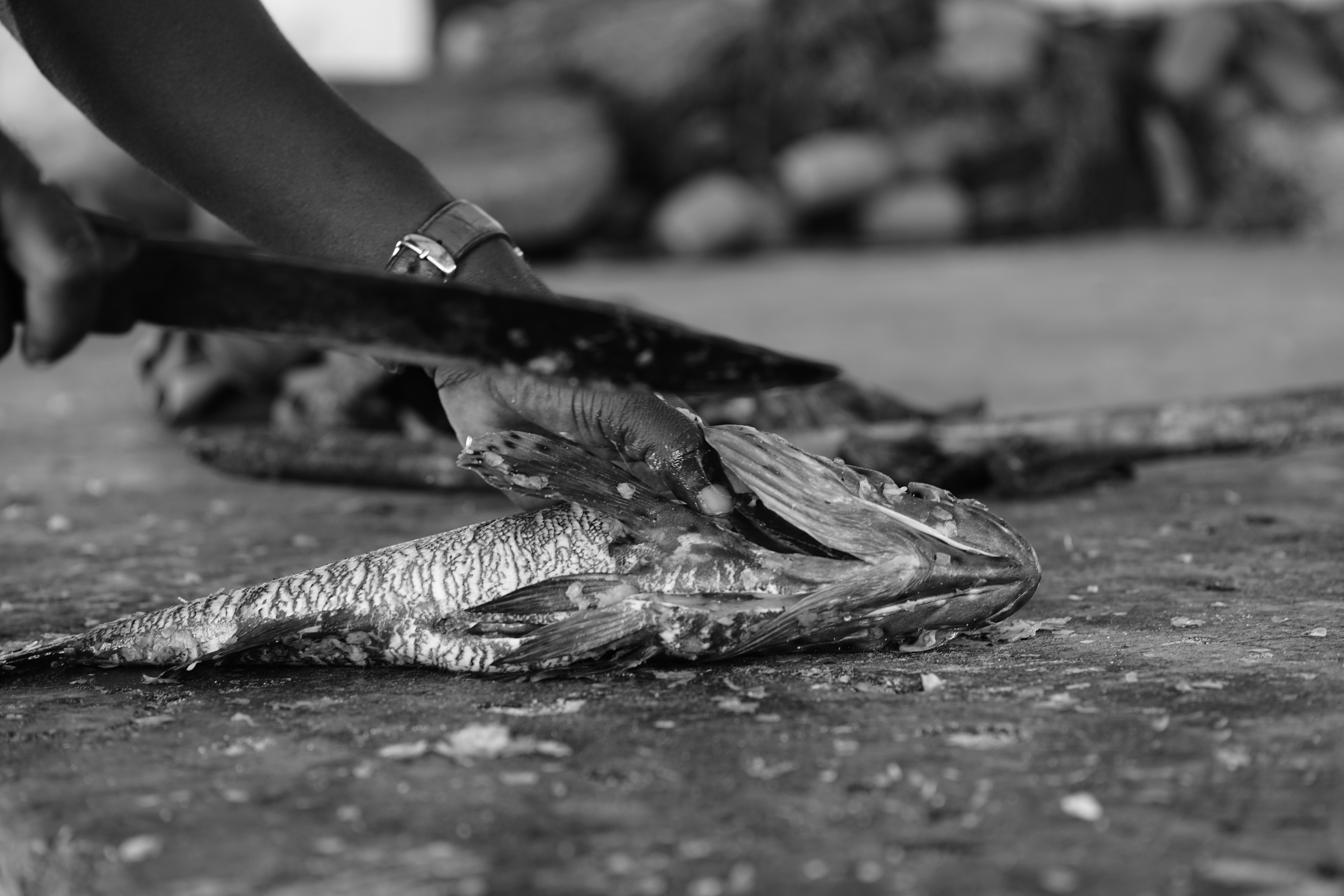 Free Unsplash photo from Roger Brand