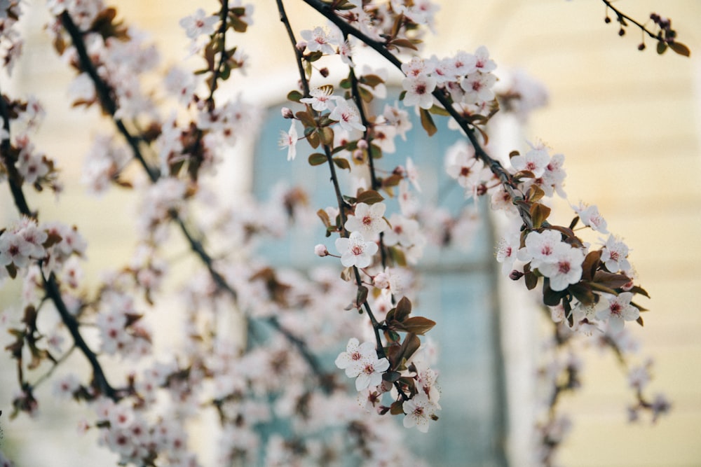 white flowers