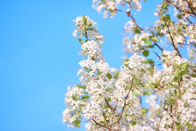 close-up photograph of white petaled flower artificial tree teams background