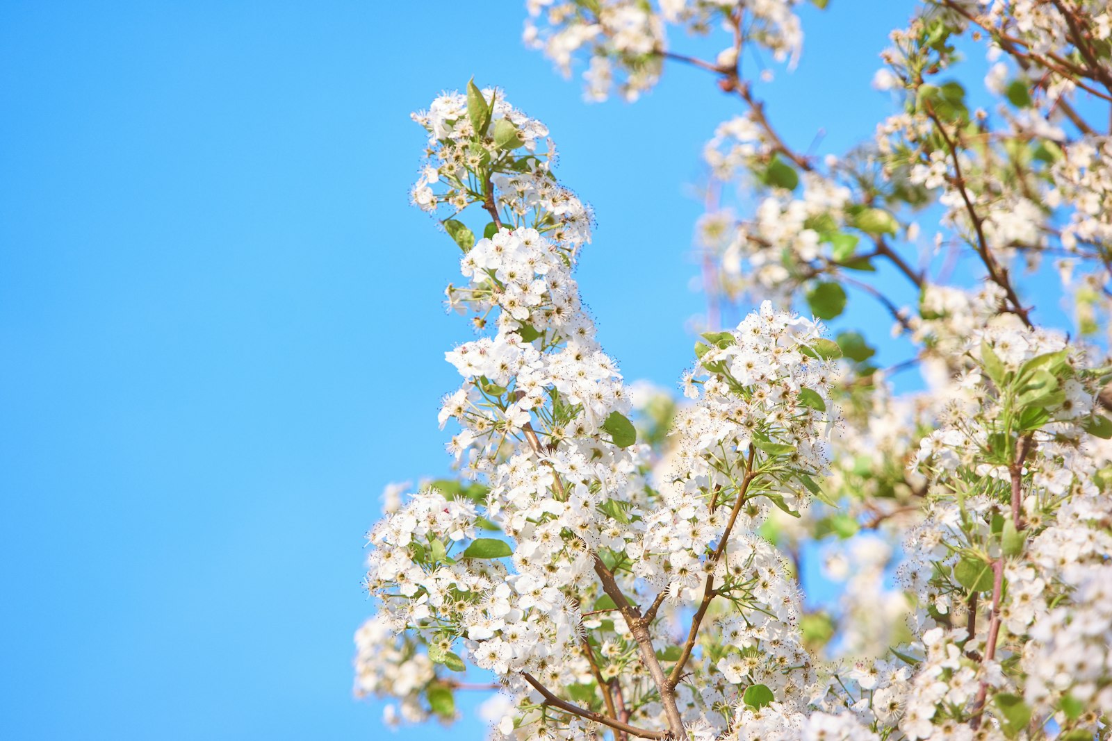 Samsung NX1 sample photo. Close-up photograph of white photography