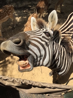 A zebra with mouth open, displaying its teeth and stripes prominently. The animal is standing in a sandy environment, with other animals like deer visible in the background.