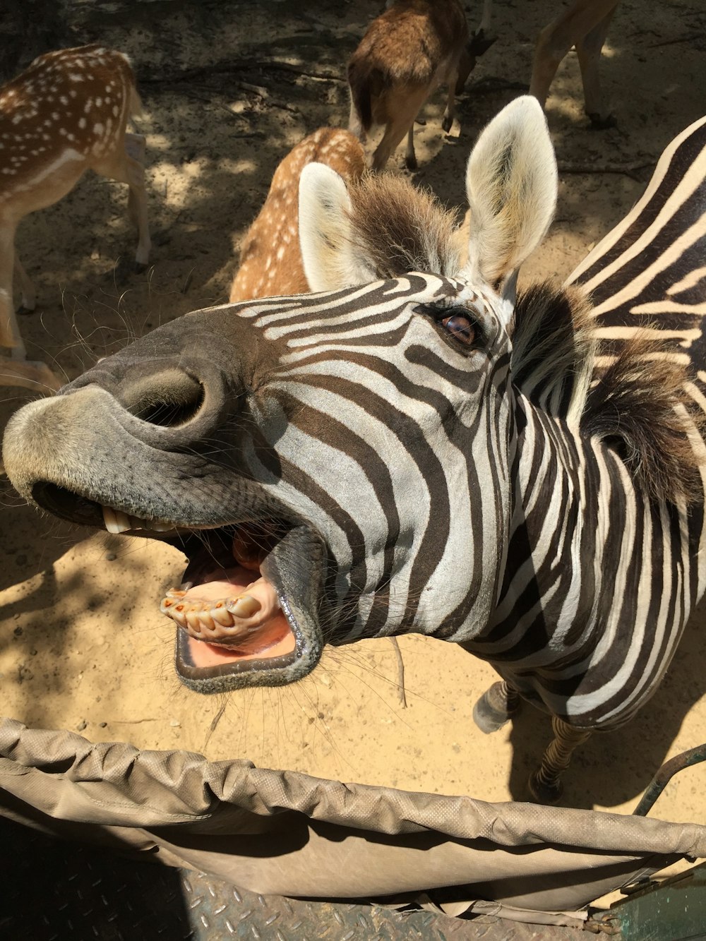 A zebra opening his mouth to yawn.
