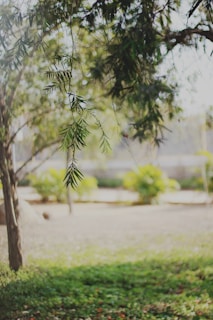 A peaceful outdoor setting with soft sunlight filtering through leaves, evoking calm and healing.