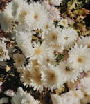 bouquet of white daisy flowers