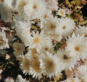 bouquet of white daisy flowers