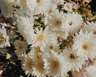 bouquet of white daisy flowers