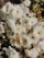 bouquet of white daisy flowers