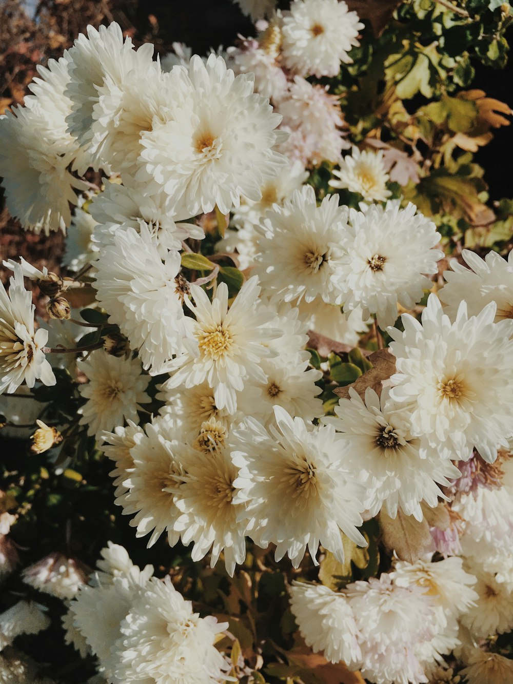 ramo de flores de margarita blanca