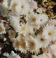 bouquet of white daisy flowers