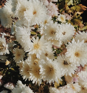 bouquet of white daisy flowers