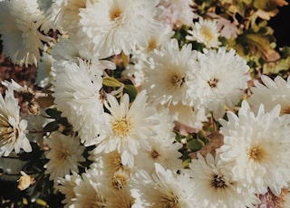 bouquet of white daisy flowers