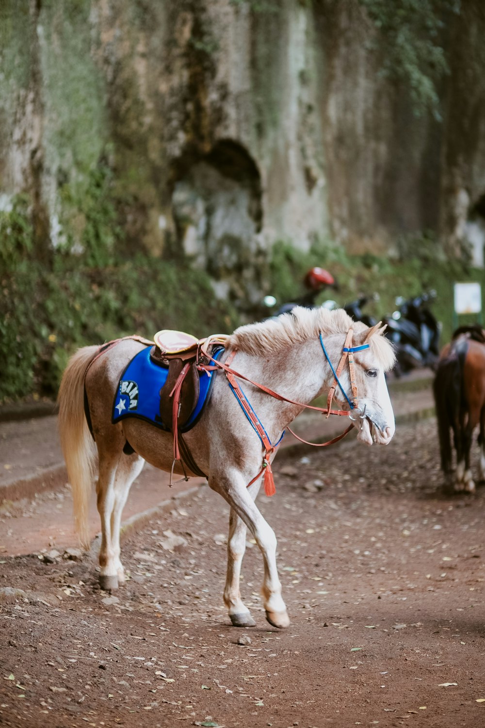 brown and white horse with red and white hat