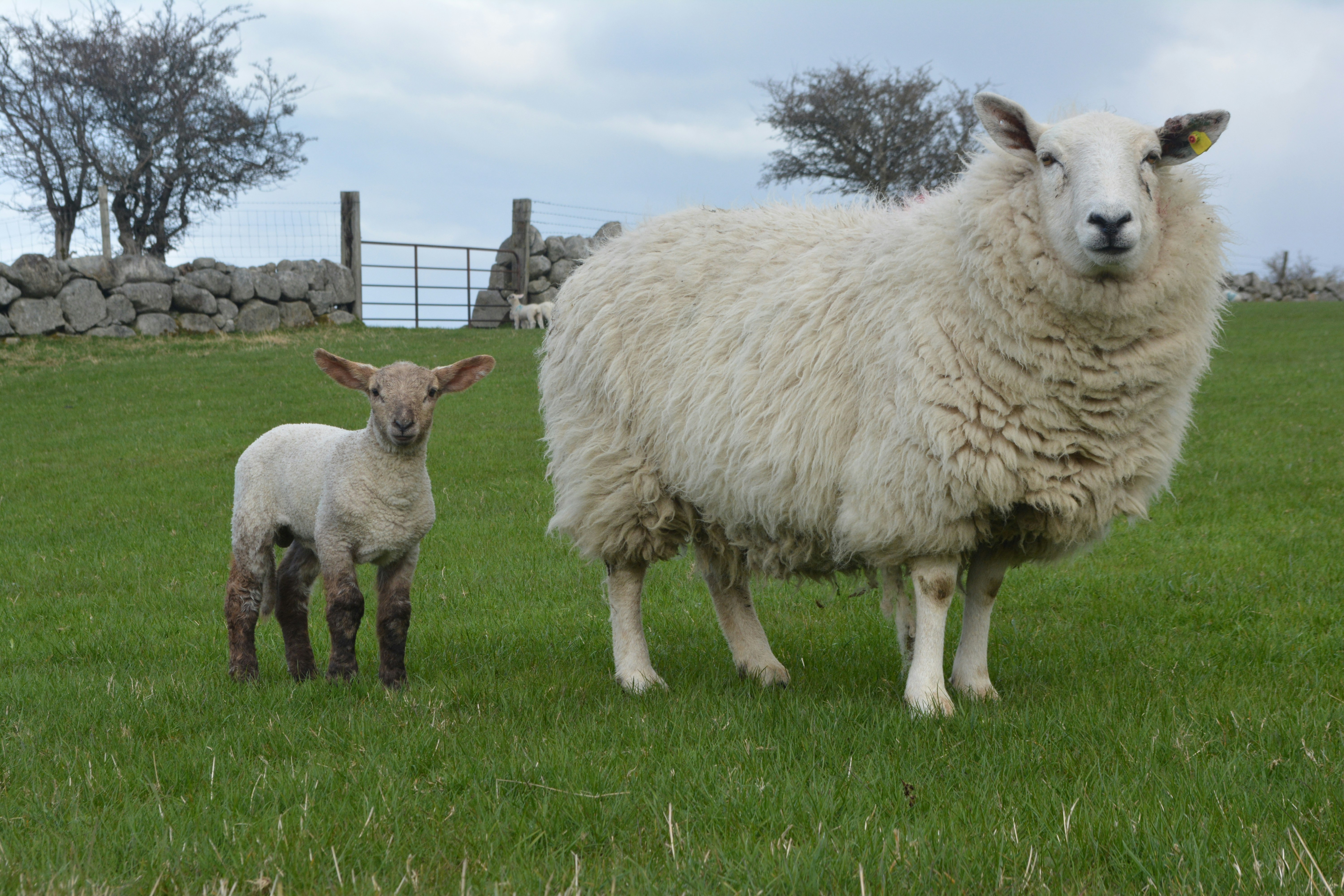 Free Unsplash photo from Lek Tin