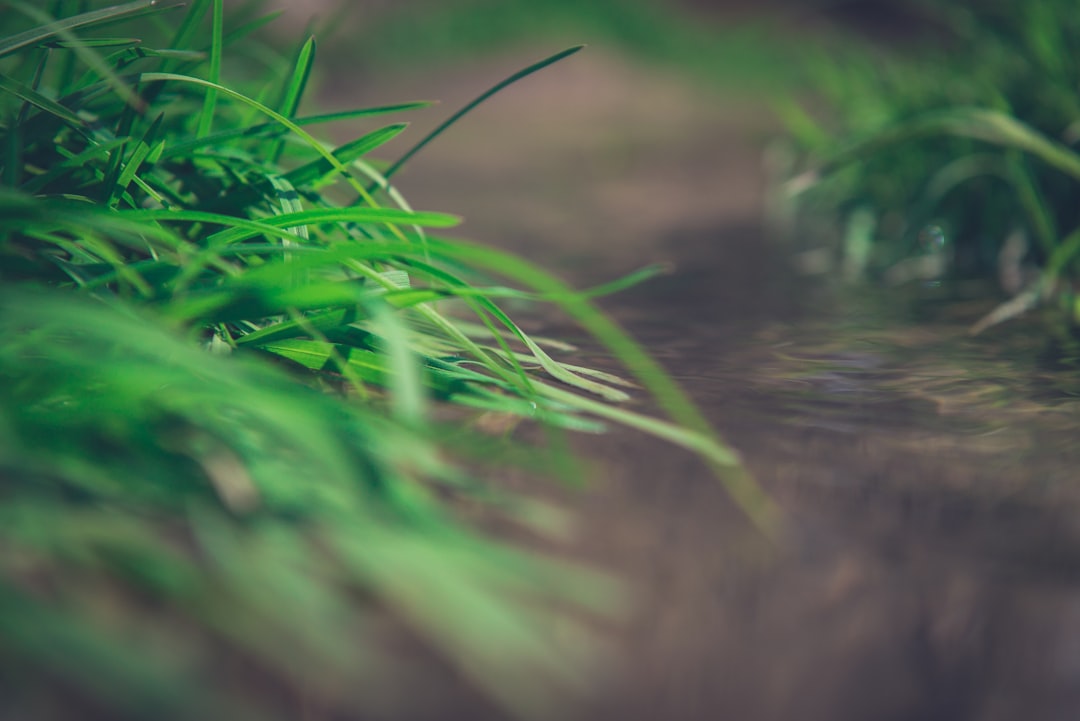 Natural flow. Фон речки боке. Озеро с боку. Environment grass. Лес трава солнце бутылка воды.