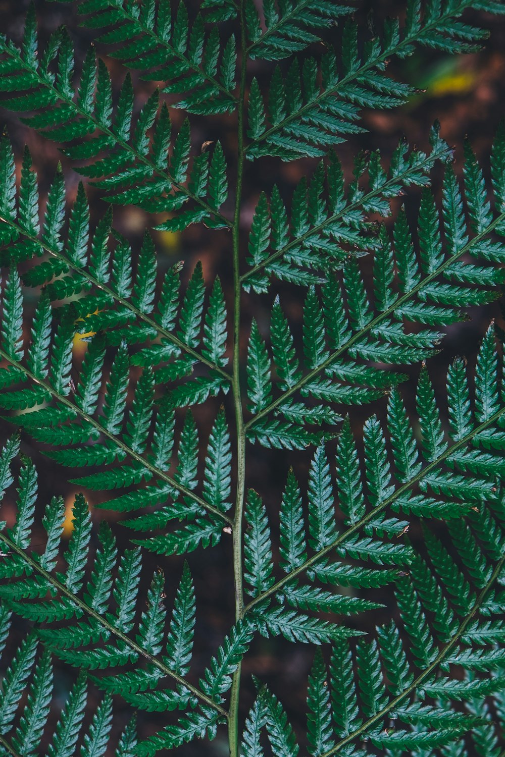 녹색 잎이 있는 식물의 클로즈업 사진