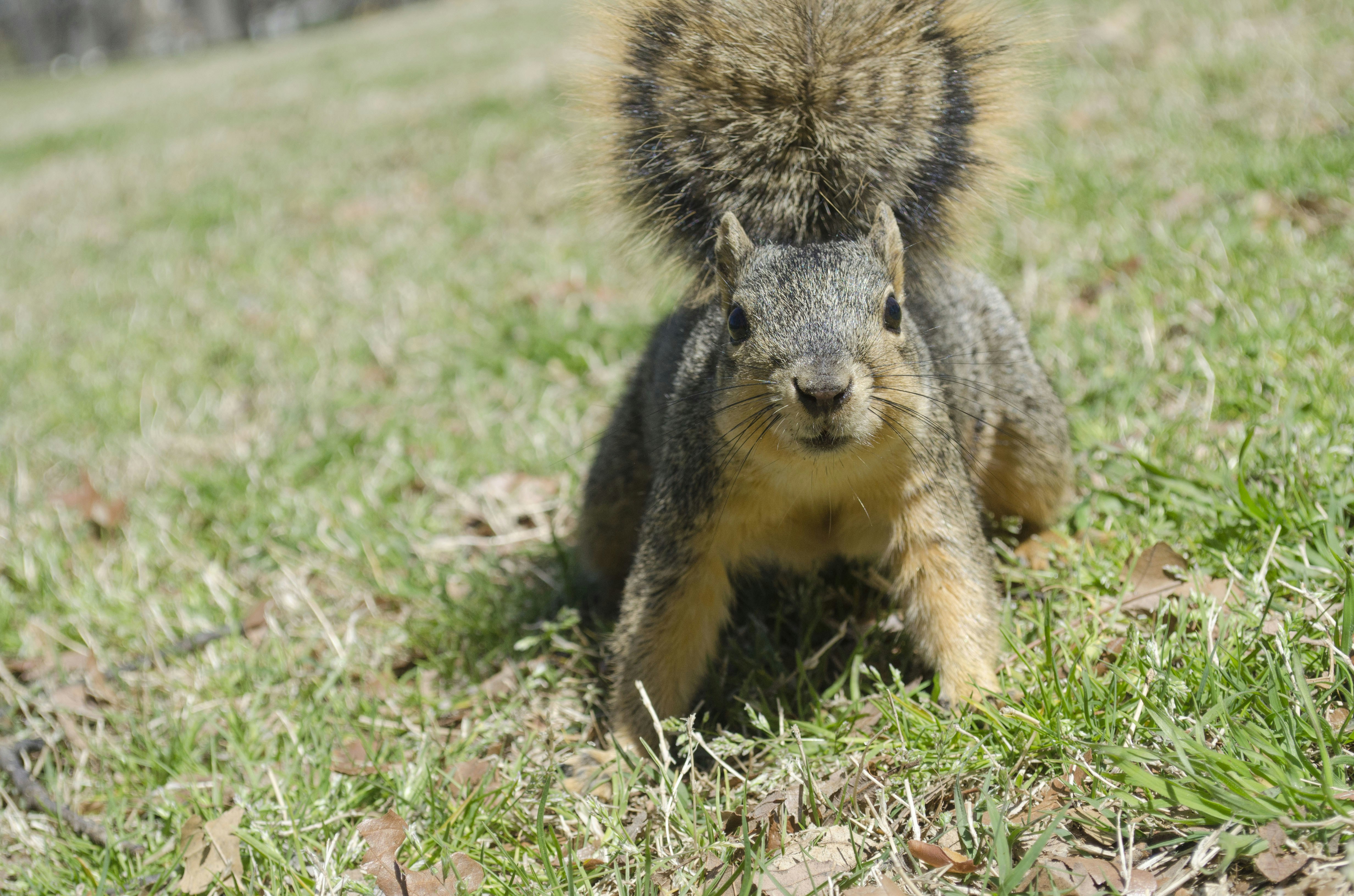 Free Unsplash photo from nathan Scott