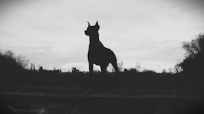 A mysterious dog silhouette standing on a rooftop under a moonlit sky, ready to protect.