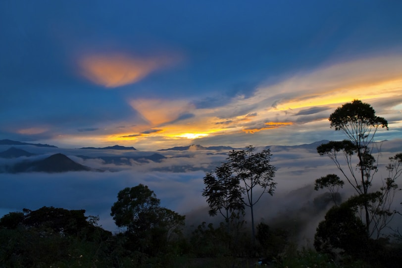 fog covered forest at sunrise