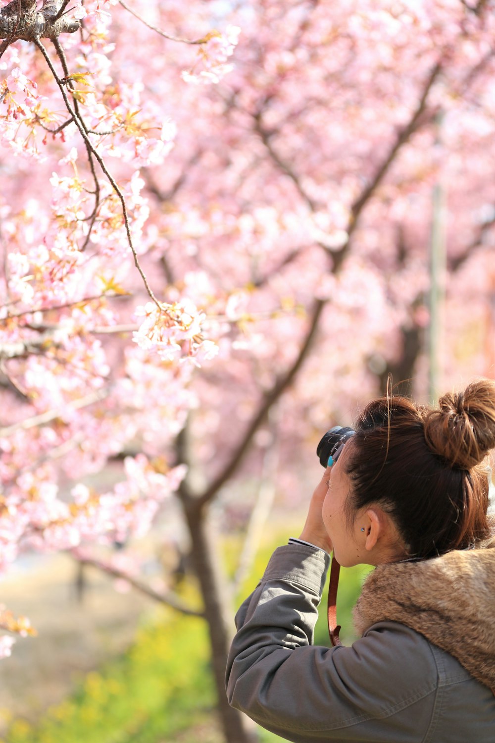 a woman taking a picture of a cherry blossom tree