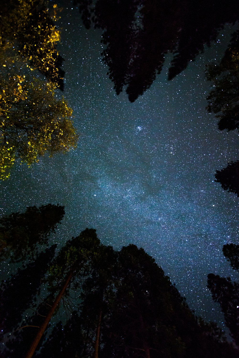 bottom view shot of trees under starry sky