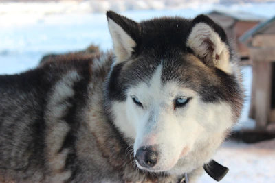 A fluffy Siberian husky with striking blue eyes standing in the snow.