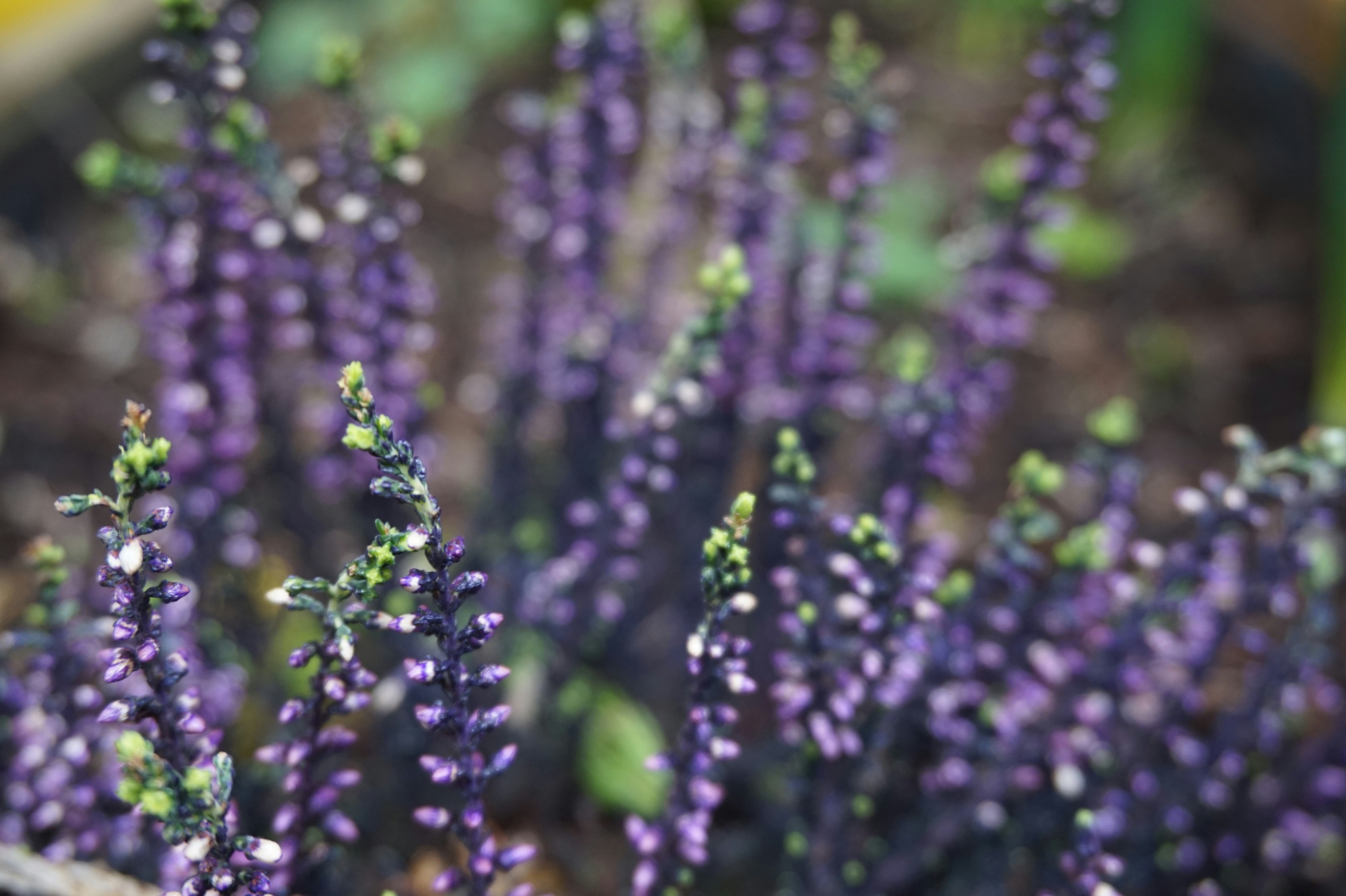 Free Unsplash photo from Om Vel