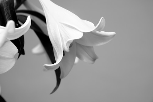 Elegant close-up of detailed texture in a fine art print of a floral photograph.