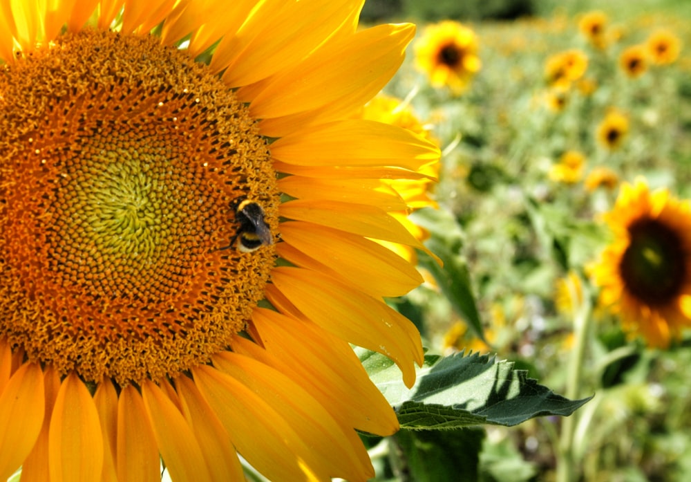 close-up photo of sunflower