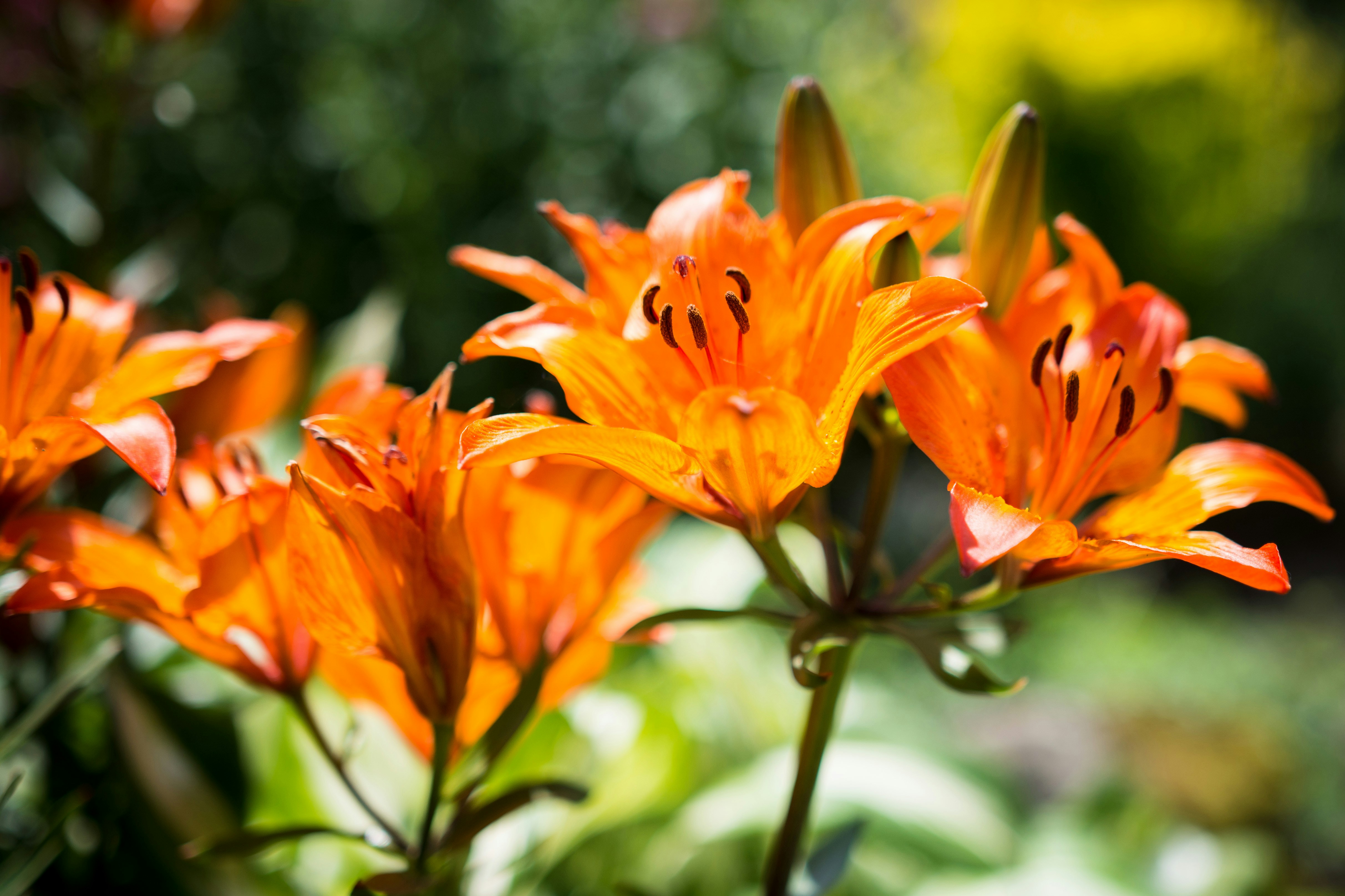 Free Unsplash photo from Henry Hustava