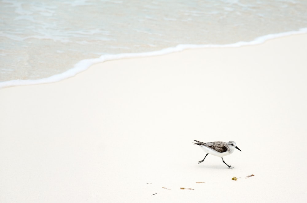 black and white bird on seashore