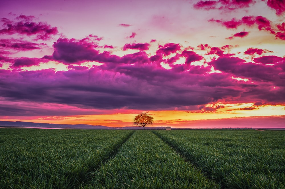 green grass field under cloudy sky during sunset