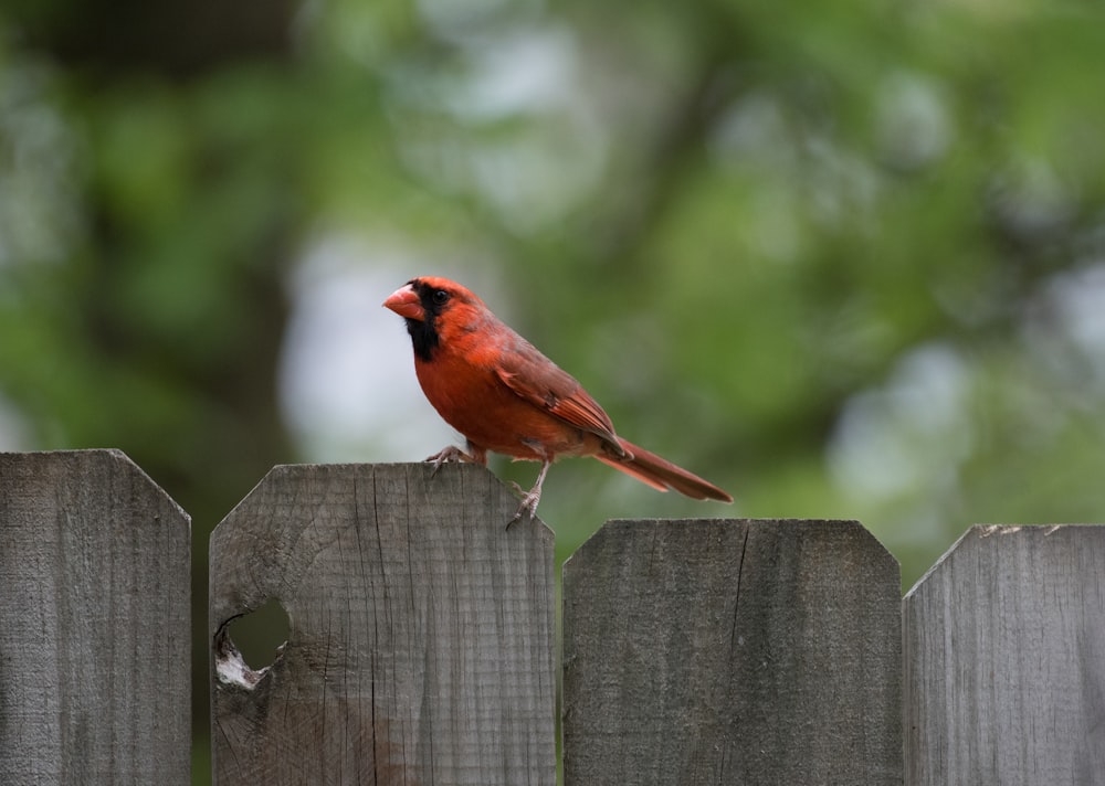 pájaro naranja en una valla de madera gris