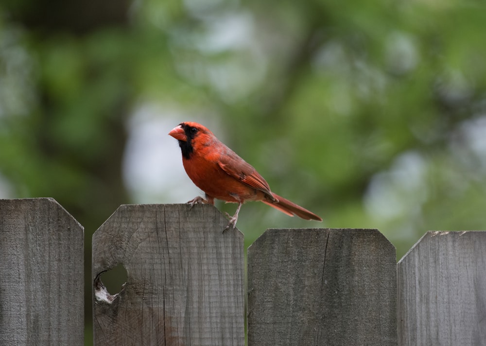 orange bird on gray wooden fenc