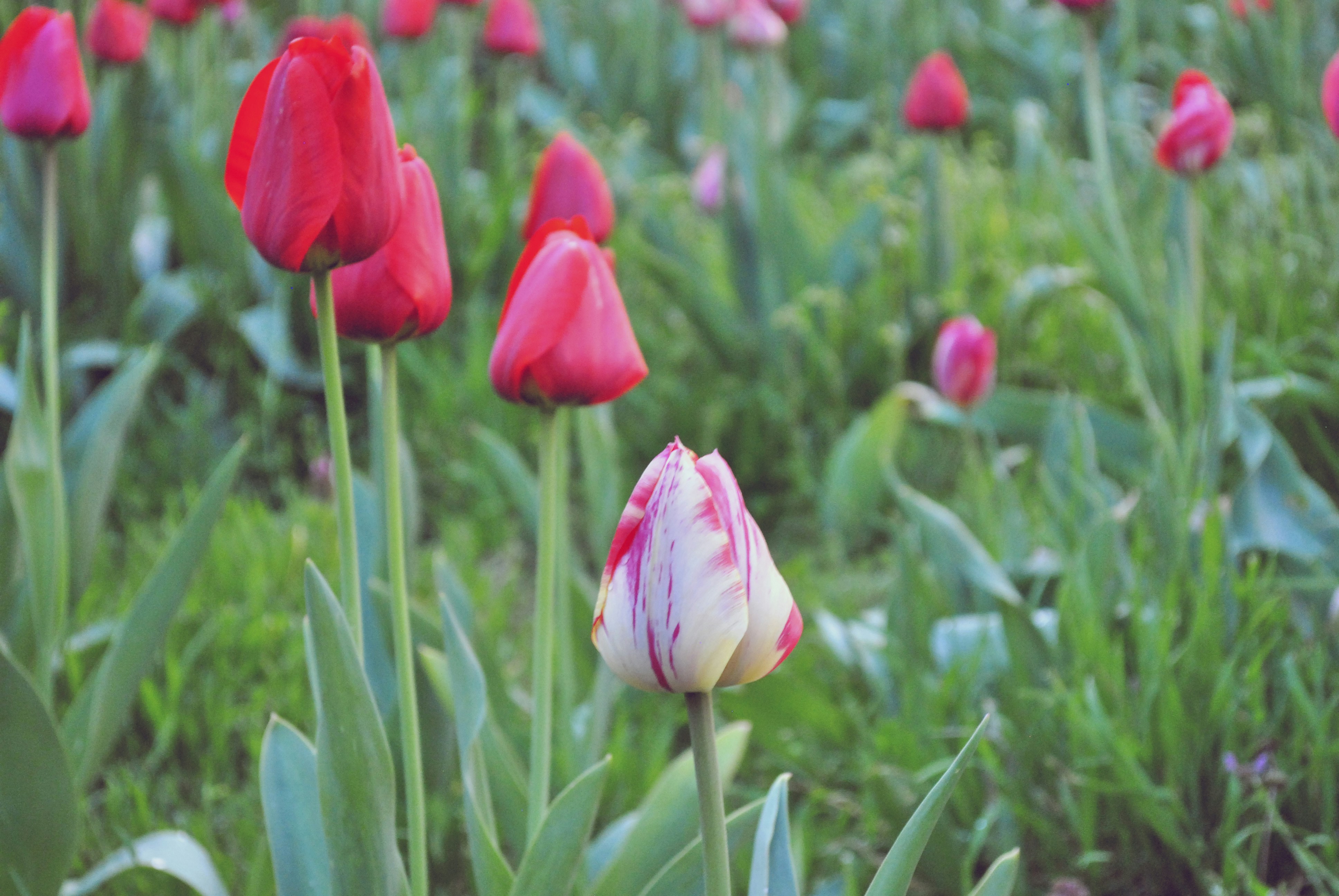 Free Unsplash photo from Nikola Jovanovic