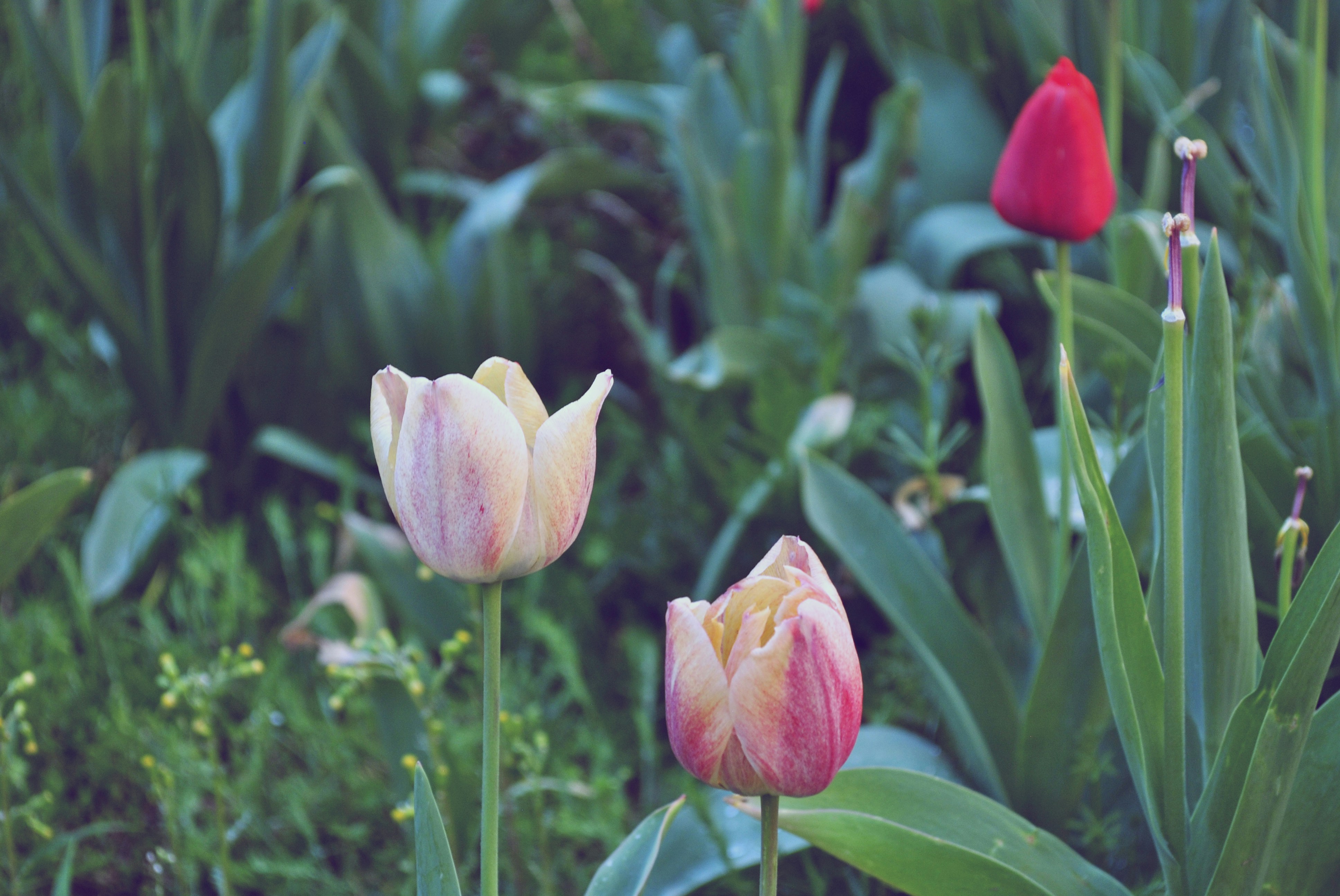 Free Unsplash photo from Nikola Jovanovic