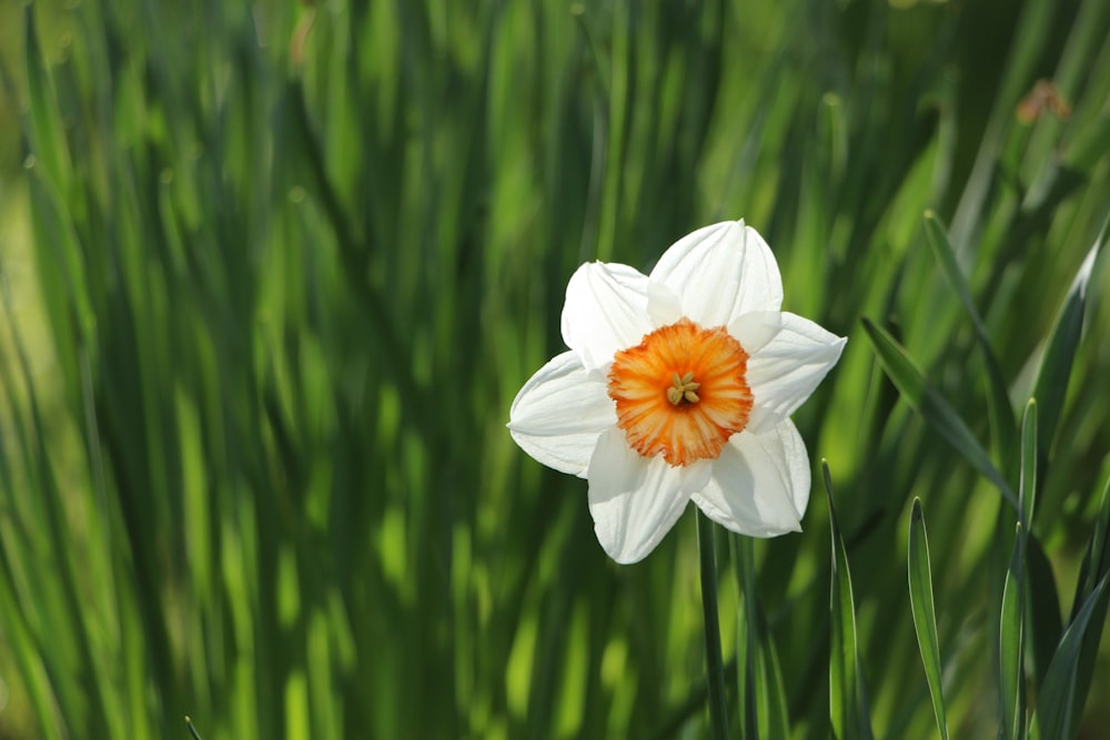 selective focus photography of white petaled flower