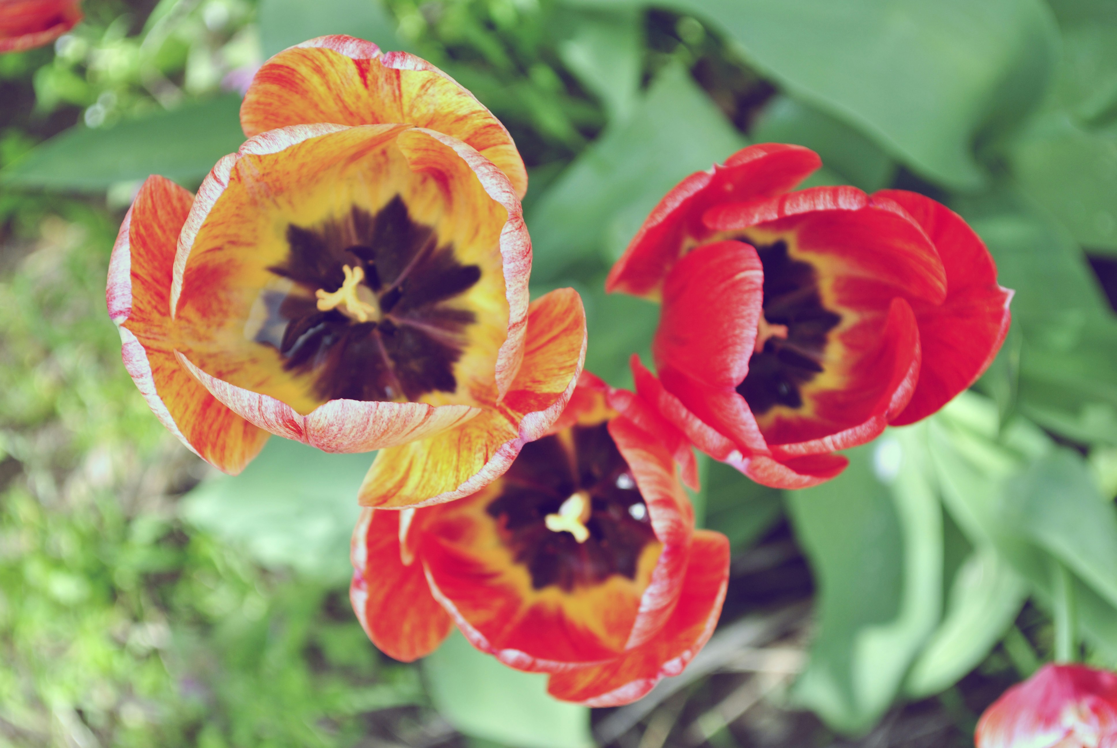 Free Unsplash photo from Nikola Jovanovic