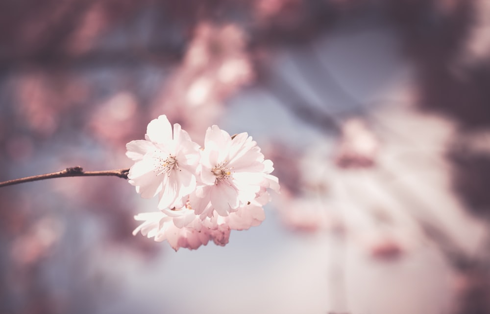 Fotografia de foco seletivo da flor de cerejeira rosa