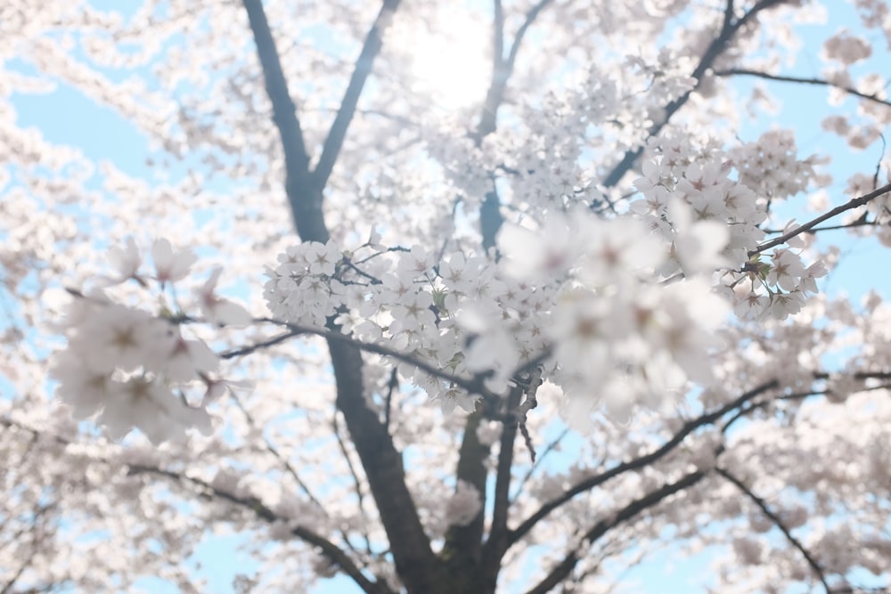 weißer Kirschblütenbaum unter klarem blauem Himmel