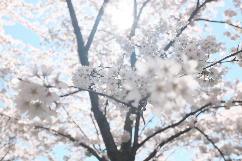 cerezo blanco en flor bajo el cielo azul claro