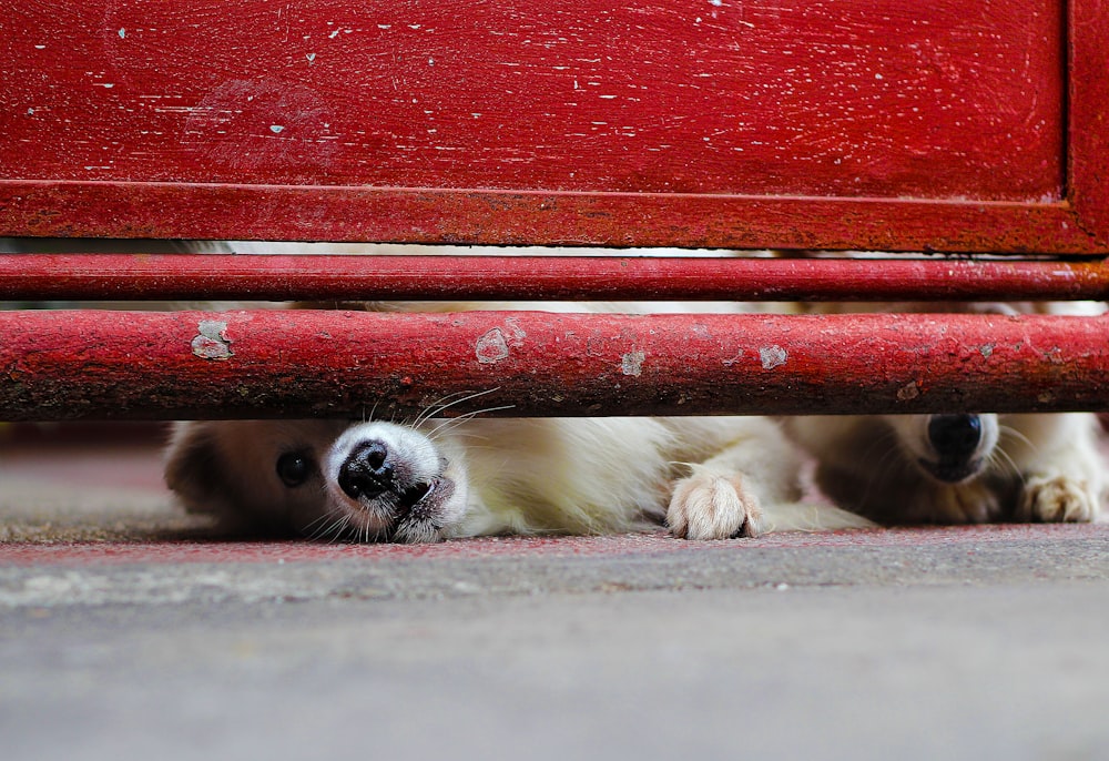 two white dogs under red metal gate