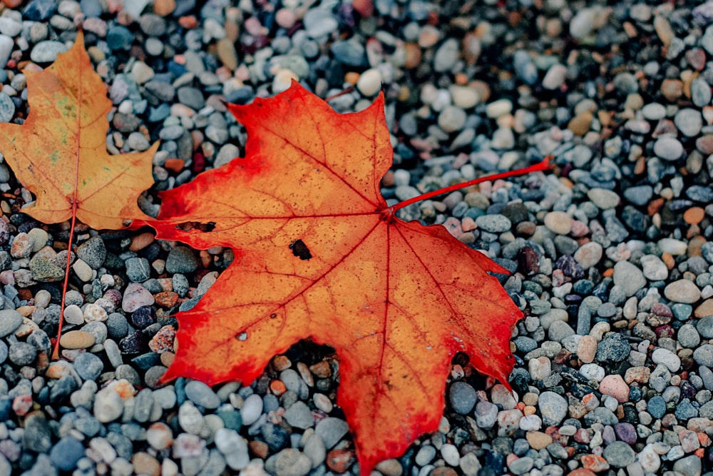 two red and brown maple leaves on gray stones
