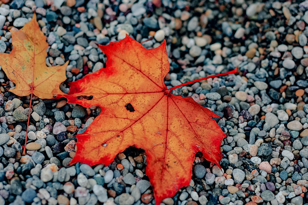 deux feuilles d’érable rouges et brunes sur des pierres grises