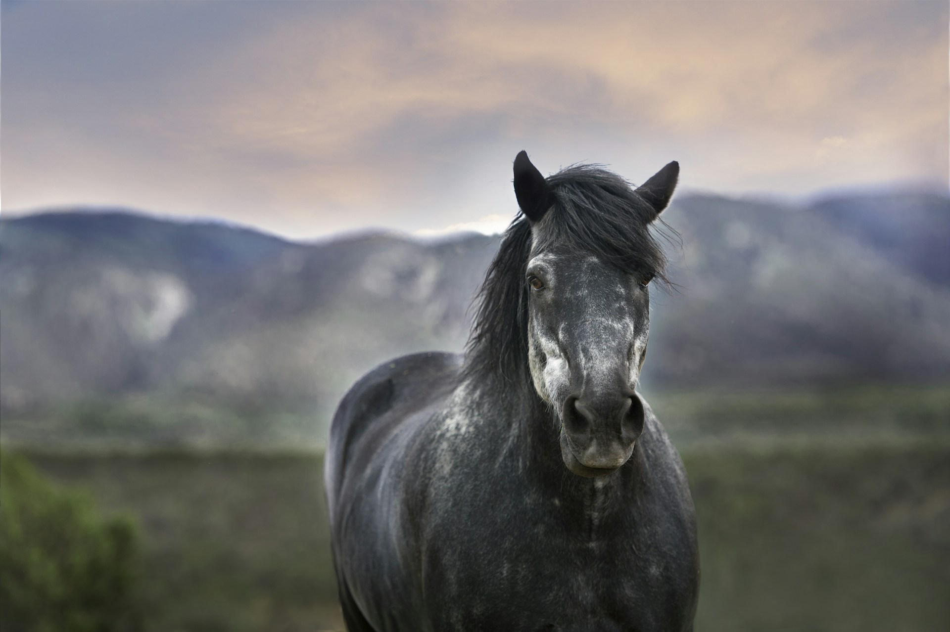 bokeh photography of a black horse