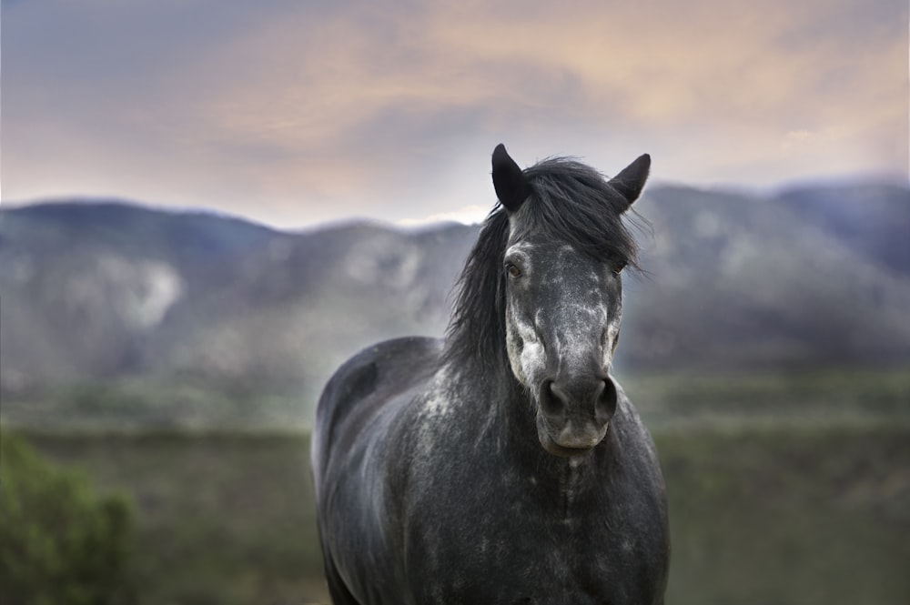 bokeh photography of a black horse