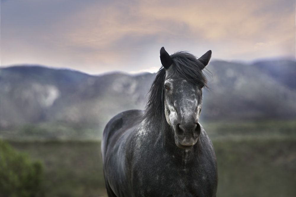 Fotografia bokeh di un cavallo nero