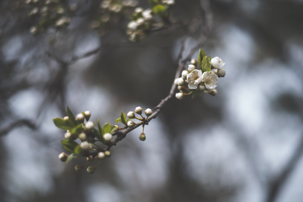tilt shift lens photography of white flower