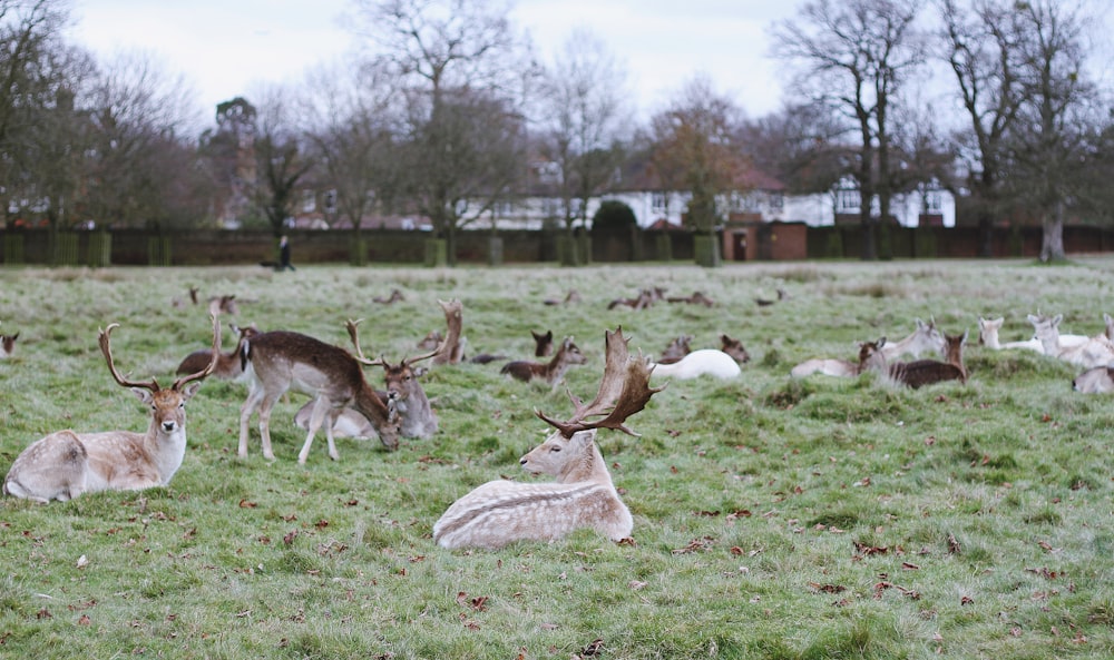 brown deer outdoor during daytime